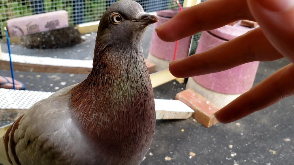 Taako loves my hands